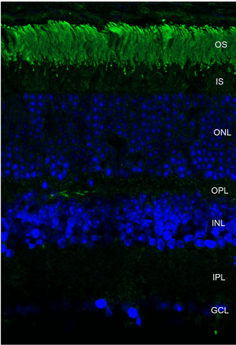 Mouse Anti-Rhodopsin Antibody [4D2] used in Immunohistochemistry (IHC) on Mouse retina (SMC-176)