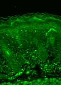 Mouse Anti-Rhodopsin Antibody [1D4] used in Immunohistochemistry (IHC) on Mouse backskin (SMC-177)