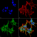 Mouse Anti-Piccolo Antibody [6H9-B6] used in Immunocytochemistry/Immunofluorescence (ICC/IF) on Human Neuroblastoma cell line (SK-N-BE) (SMC-188)