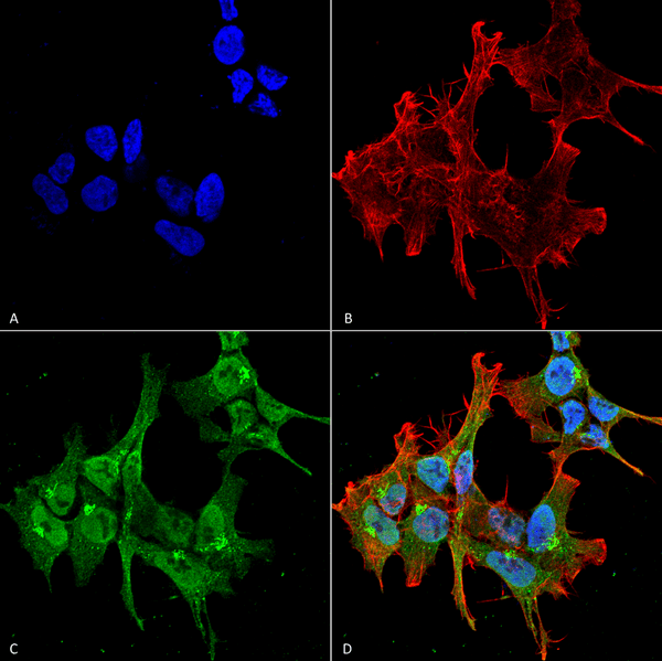 Mouse Anti-Piccolo Antibody [6H9-B6] used in Immunocytochemistry/Immunofluorescence (ICC/IF) on Human Neuroblastoma cell line (SK-N-BE) (SMC-188)