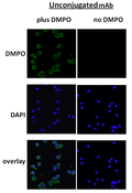 Mouse Anti-DMPO Antibody [N1664A] used in Immunocytochemistry/Immunofluorescence (ICC/IF) on Mouse macrophage cell line (Raw 264.7) (SMC-189)
