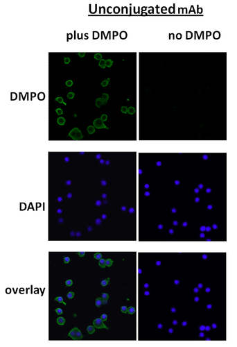 Mouse Anti-DMPO Antibody [N1664A] used in Immunocytochemistry/Immunofluorescence (ICC/IF) on Mouse macrophage cell line (Raw 264.7) (SMC-189)