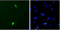 Mouse Anti-DUX4 Antibody [P2B1] used in Immunocytochemistry/Immunofluorescence (ICC/IF) on Mouse C2C12 myoblast cells (SMC-192)