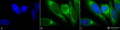 Mouse Anti-GRP78 Antibody [1H11-1H7] used in Immunocytochemistry/Immunofluorescence (ICC/IF) on Human Heat Shocked cervical cancer cells (HeLa) (SMC-195)
