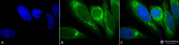 Mouse Anti-GRP78 Antibody [1H11-1H7] used in Immunocytochemistry/Immunofluorescence (ICC/IF) on Human Heat Shocked cervical cancer cells (HeLa) (SMC-195)