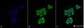 Mouse Anti-GRP78 Antibody [6H4-2G7] used in Immunocytochemistry/Immunofluorescence (ICC/IF) on Human Cervical cancer cell line (HeLa) (SMC-196)