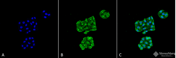 Mouse Anti-GRP78 Antibody [6H4-2G7] used in Immunocytochemistry/Immunofluorescence (ICC/IF) on Human Cervical cancer cell line (HeLa) (SMC-196)
