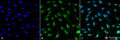 Mouse Anti-MDC1 Antibody [P2B11] used in Immunocytochemistry/Immunofluorescence (ICC/IF) on Mouse Fibroblast cell line (NIH 3T3) (SMC-197)