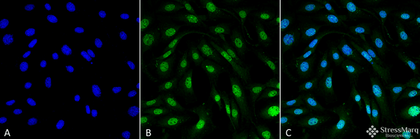 Mouse Anti-MDC1 Antibody [P2B11] used in Immunocytochemistry/Immunofluorescence (ICC/IF) on Mouse Fibroblast cell line (NIH 3T3) (SMC-197)