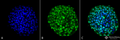 Mouse Anti-CENP-A Antibody [5A7-2E11] used in Immunocytochemistry/Immunofluorescence (ICC/IF) on Human Colon cancer cell line (HT-29) (SMC-202)