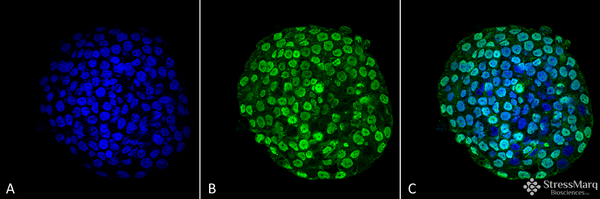 Mouse Anti-CENP-A Antibody [5A7-2E11] used in Immunocytochemistry/Immunofluorescence (ICC/IF) on Human Colon cancer cell line (HT-29) (SMC-202)