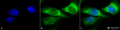 Mouse Anti-Hsp47 Antibody [1C4-1A6] used in Immunocytochemistry/Immunofluorescence (ICC/IF) on Human Heat Shocked cervical cancer cells (HeLa) (SMC-203)