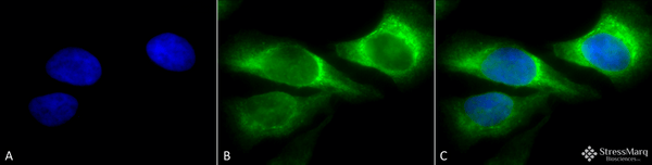 Mouse Anti-Hsp47 Antibody [1C4-1A6] used in Immunocytochemistry/Immunofluorescence (ICC/IF) on Human Heat Shocked cervical cancer cells (HeLa) (SMC-203)