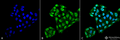 Mouse Anti-EndoPDI Antibody [2E7/7] used in Immunocytochemistry/Immunofluorescence (ICC/IF) on Human Cervical cancer cell line (HeLa) (SMC-204)