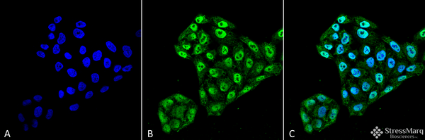 Mouse Anti-EndoPDI Antibody [2E7/7] used in Immunocytochemistry/Immunofluorescence (ICC/IF) on Human Cervical cancer cell line (HeLa) (SMC-204)