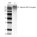 Mouse Anti-Alginate Antibody [3G4-1F5] used in Western Blot (WB) on ALL BSA-Alginate Conjugate (SMC-209)