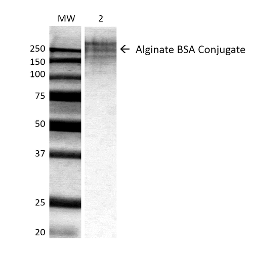 Mouse Anti-Alginate Antibody [3G4-1F5] used in Western Blot (WB) on ALL BSA-Alginate Conjugate (SMC-209)