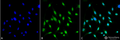 Mouse Anti-GRP78 Antibody [3C5-1A4] used in Immunocytochemistry/Immunofluorescence (ICC/IF) on Mouse Fibroblast cell line (NIH 3T3) (SMC-210)