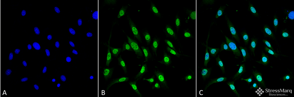 Mouse Anti-GRP78 Antibody [3C5-1A4] used in Immunocytochemistry/Immunofluorescence (ICC/IF) on Mouse Fibroblast cell line (NIH 3T3) (SMC-210)