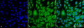 Mouse Anti-GRP78 Antibody [3G12-1G11] used in Immunocytochemistry/Immunofluorescence (ICC/IF) on Mouse Fibroblast cell line (NIH 3T3) (SMC-211)