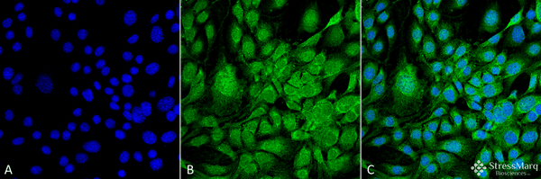 Mouse Anti-GRP78 Antibody [3G12-1G11] used in Immunocytochemistry/Immunofluorescence (ICC/IF) on Mouse Fibroblast cell line (NIH 3T3) (SMC-211)