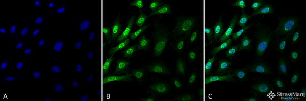 Mouse Anti-Ubiquitin Antibody [FK1] used in Immunocytochemistry/Immunofluorescence (ICC/IF) on Mouse Fibroblast cell line (NIH 3T3) (SMC-213)