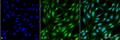 Mouse Anti-Ubiquitin Antibody [FK2] used in Immunocytochemistry/Immunofluorescence (ICC/IF) on Mouse Fibroblast cell line (NIH 3T3) (SMC-214)
