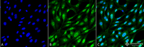 Mouse Anti-Ubiquitin Antibody [FK2] used in Immunocytochemistry/Immunofluorescence (ICC/IF) on Mouse Fibroblast cell line (NIH 3T3) (SMC-214)