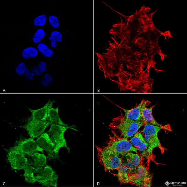 Mouse Anti-GRP170 Antibody [6E3-2C3] used in Immunocytochemistry/Immunofluorescence (ICC/IF) on Human Neuroblastoma cell line (SK-N-BE) (SMC-232)