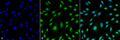 Mouse Anti-HO-1 (Rat) Antibody [6B8-2F2] used in Immunocytochemistry/Immunofluorescence (ICC/IF) on Mouse Fibroblast cell line (NIH 3T3) (SMC-234)