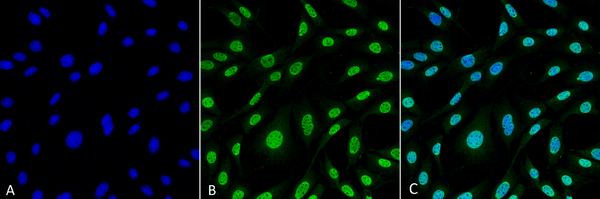 Mouse Anti-HO-1 (Rat) Antibody [6B8-2F2] used in Immunocytochemistry/Immunofluorescence (ICC/IF) on Mouse Fibroblast cell line (NIH 3T3) (SMC-234)