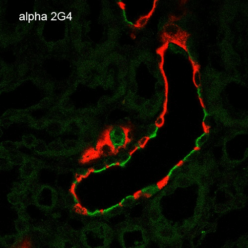 Mouse Anti-ENaC alpha Antibody [2G4] used in Immunohistochemistry (IHC) on Rat Kidney (SMC-239)