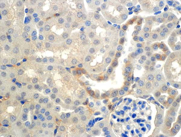 Mouse Anti-ENaC beta Antibody [7B8] used in Immunohistochemistry (IHC) on Mouse Kidney (cortex) (SMC-240)