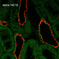 Mouse Anti-ENaC alpha Antibody [14E10] used in Immunohistochemistry (IHC) on Rat Kidney (SMC-242)