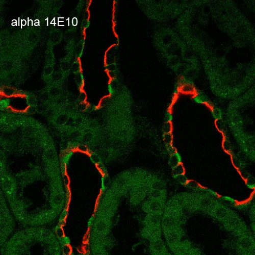 Mouse Anti-ENaC alpha Antibody [14E10] used in Immunohistochemistry (IHC) on Rat Kidney (SMC-242)