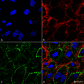 Mouse Anti-HSP70 Antibody: FITC [1H11] used in Immunocytochemistry/Immunofluorescence (ICC/IF) on non-permeabilized Human HCT116 cells (SMC-249)