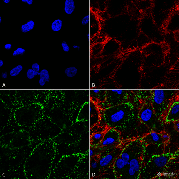 Mouse Anti-HSP70 Antibody: FITC [1H11] used in Immunocytochemistry/Immunofluorescence (ICC/IF) on non-permeabilized Human HCT116 cells (SMC-249)