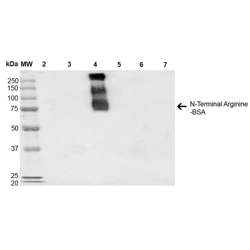 Mouse Anti-N-terminal Arginylation Antibody [4A9] used in Western Blot (WB) on  N-terminal Arginine-BSA (SMC-263)
