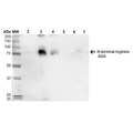 Mouse Anti-N-terminal Arginylation Antibody [4D12] used in Western Blot (WB) on  N-terminal Arginine-BSA (SMC-264)