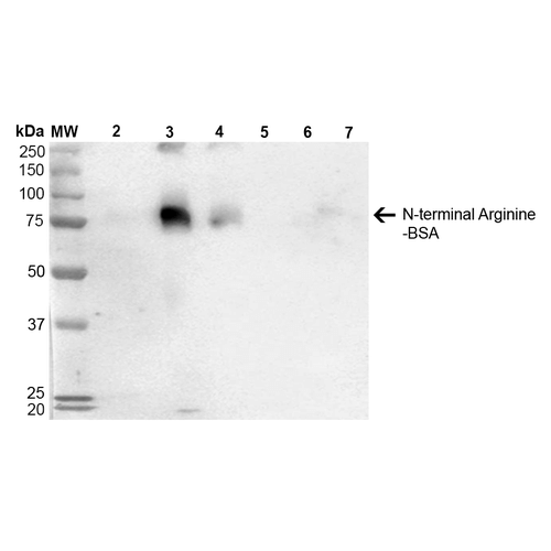 Mouse Anti-N-terminal Arginylation Antibody [4D12] used in Western Blot (WB) on  N-terminal Arginine-BSA (SMC-264)