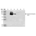 Mouse Anti-N-terminal Arginylation Antibody [11G1] used in Western Blot (WB) on  N-terminal Arginine-BSA (SMC-265)