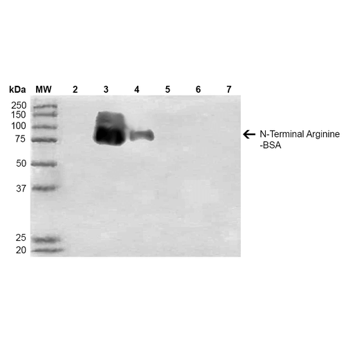 Mouse Anti-N-terminal Arginylation Antibody [11G1] used in Western Blot (WB) on  N-terminal Arginine-BSA (SMC-265)