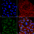Mouse Anti-ERp57 Antibody [4F9] used in Immunocytochemistry/Immunofluorescence (ICC/IF) on Human Cervical cancer cell line (HeLa) (SMC-266)