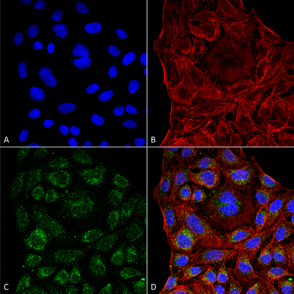 Mouse Anti-ERp57 Antibody [4F9] used in Immunocytochemistry/Immunofluorescence (ICC/IF) on Human Cervical cancer cell line (HeLa) (SMC-266)