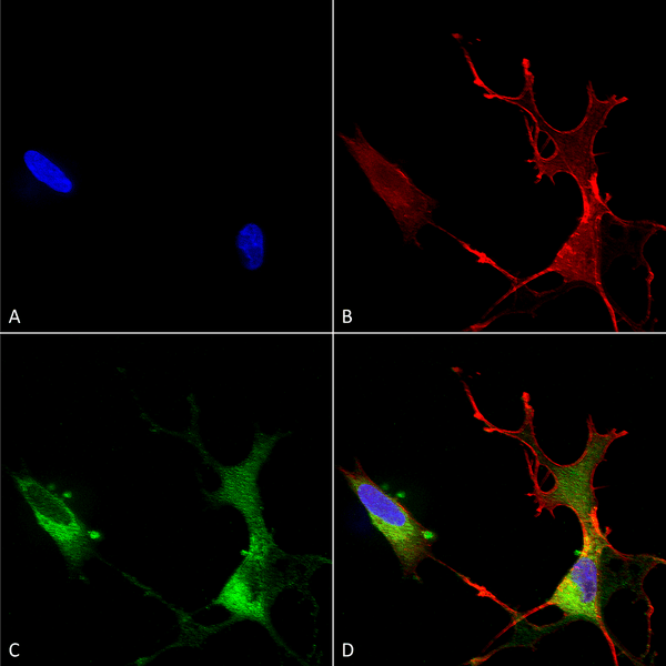 Mouse Anti-Cav1.2 Antibody [S57] used in Immunocytochemistry/Immunofluorescence (ICC/IF) on Human Neuroblastoma cells (SH-SY5Y) (SMC-300)