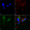 Mouse Anti-Cav1.3 Antibody [S48] used in Immunocytochemistry/Immunofluorescence (ICC/IF) on Human Neuroblastoma cells (SH-SY5Y) (SMC-301)