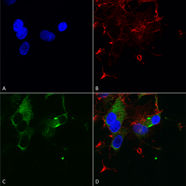 Mouse Anti-Cav1.3 Antibody [S48] used in Immunocytochemistry/Immunofluorescence (ICC/IF) on Human Neuroblastoma cells (SH-SY5Y) (SMC-301)