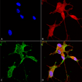 Mouse Anti-Cav3.2 Antibody [N55/10] used in Immunocytochemistry/Immunofluorescence (ICC/IF) on Human Neuroblastoma cells (SH-SY5Y) (SMC-303)