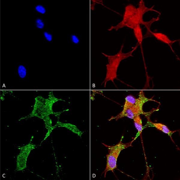 Mouse Anti-Cav3.2 Antibody [N55/10] used in Immunocytochemistry/Immunofluorescence (ICC/IF) on Human Neuroblastoma cells (SH-SY5Y) (SMC-303)