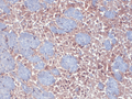 Mouse Anti-HCN2 antibody [S71] used in Immunohistochemistry (IHC) on mouse frozen brain section (SMC-305)